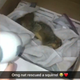 Illustration for article titled CMU Soccer Player Rescues Drowning Squirrel, Revives It With CPR Thanks In Part To The Office